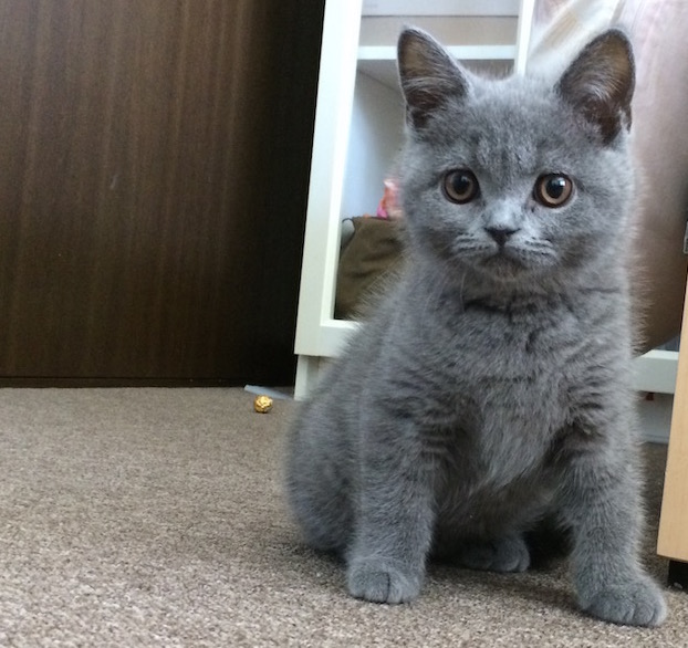 �u���e�B�b�V���V���[�g�w�A�[